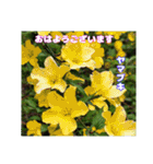 春爛漫のお花で ご挨拶（個別スタンプ：39）