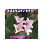 春爛漫のお花で ご挨拶（個別スタンプ：40）