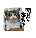 保護猫カフェかくれ家1（個別スタンプ：1）