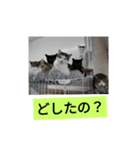 保護猫カフェかくれ家1（個別スタンプ：2）