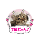 保護猫カフェかくれ家1（個別スタンプ：4）
