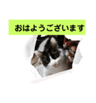 保護猫カフェかくれ家1（個別スタンプ：5）