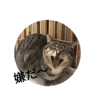 保護猫カフェかくれ家1（個別スタンプ：6）