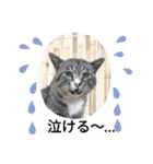 保護猫カフェかくれ家1（個別スタンプ：7）