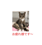 保護猫カフェかくれ家1（個別スタンプ：8）