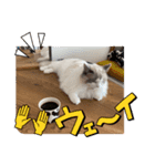 3ニャンズのかわいいあいさつ（個別スタンプ：5）
