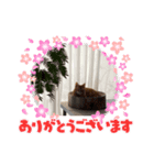 3ニャンズのかわいいあいさつ（個別スタンプ：6）