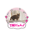 3ニャンズのかわいいあいさつ（個別スタンプ：8）