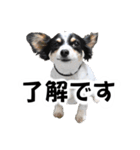 おーぴースタンプ2（個別スタンプ：1）