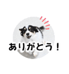 おーぴースタンプ2（個別スタンプ：3）