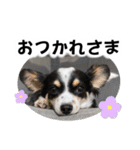 おーぴースタンプ2（個別スタンプ：6）