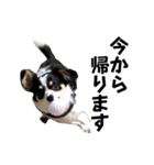 おーぴースタンプ2（個別スタンプ：9）