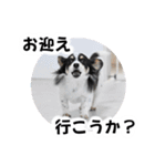 おーぴースタンプ2（個別スタンプ：11）