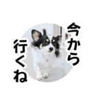 おーぴースタンプ2（個別スタンプ：12）