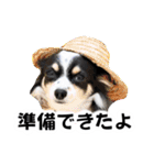 おーぴースタンプ2（個別スタンプ：15）