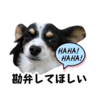 おーぴースタンプ2（個別スタンプ：17）