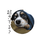 おーぴースタンプ2（個別スタンプ：20）