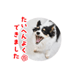 おーぴースタンプ2（個別スタンプ：25）
