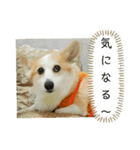 可愛いコーギーのはむちゃん2（個別スタンプ：1）