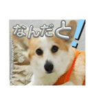 可愛いコーギーのはむちゃん2（個別スタンプ：2）