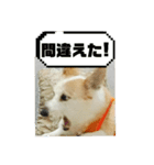 可愛いコーギーのはむちゃん2（個別スタンプ：9）