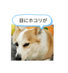 可愛いコーギーのはむちゃん2（個別スタンプ：10）