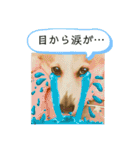 可愛いコーギーのはむちゃん2（個別スタンプ：11）
