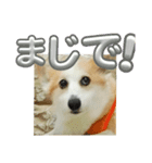 可愛いコーギーのはむちゃん2（個別スタンプ：12）