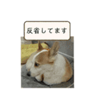 可愛いコーギーのはむちゃん2（個別スタンプ：13）