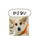 可愛いコーギーのはむちゃん2（個別スタンプ：15）