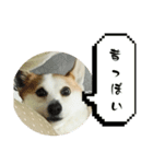 可愛いコーギーのはむちゃん2（個別スタンプ：23）