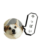 可愛いコーギーのはむちゃん2（個別スタンプ：24）
