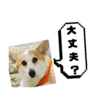 可愛いコーギーのはむちゃん2（個別スタンプ：31）