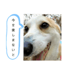 可愛いコーギーのはむちゃん2（個別スタンプ：32）