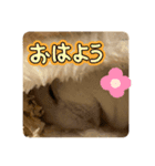 パールホワイトハムスタースタンプ2！（個別スタンプ：6）