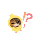 あー可愛い動く犬、猫！（個別スタンプ：4）