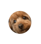 あー可愛い動く犬、猫！（個別スタンプ：6）