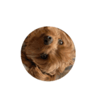 あー可愛い動く犬、猫！（個別スタンプ：7）
