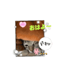こむぎちゃんはみんなのアイドル！（個別スタンプ：1）