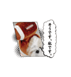 シーズー推し（個別スタンプ：3）
