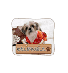 シーズー推し（個別スタンプ：4）
