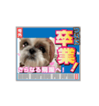 シーズー推し（個別スタンプ：5）