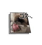 シーズー推し（個別スタンプ：8）
