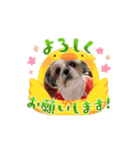 シーズー推し（個別スタンプ：12）
