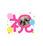 シーズー推し（個別スタンプ：14）