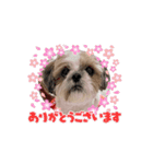 シーズー推し（個別スタンプ：16）