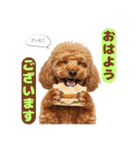 【敬語】日常スタンプ リアル★トイプー茶（個別スタンプ：1）