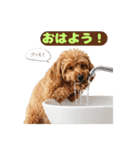 【敬語】日常スタンプ リアル★トイプー茶（個別スタンプ：2）