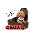 【敬語】日常スタンプ リアル★トイプー茶（個別スタンプ：5）