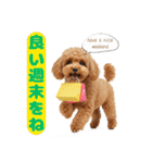 【敬語】日常スタンプ リアル★トイプー茶（個別スタンプ：7）